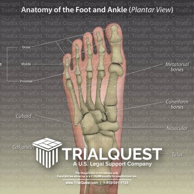 Anatomy of the Foot and Ankle (Plantar View) - TrialExhibits Inc.