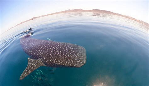 Swim With Whale Sharks in La Paz, Mexico: Wondrous! | Sand In My Suitcase