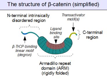 Beta-Catenin | Encyclopedia MDPI