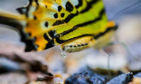 Butterfly Poop: Everything You've Ever Wanted to Know - A-Z Animals