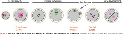 [PDF] Oocyte Maturation and Development | Semantic Scholar