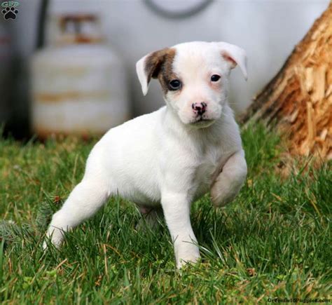 Meet the Adorable Long-Haired Jack Russell Terrier Puppy: See Photos Here!