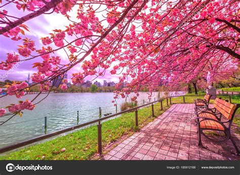 Hanami in Ueno Park — Stock Photo © bennymarty #185912166