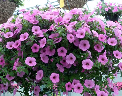 Petunia hanging baskets love full sun and will bloom all summer long. Fertilize weekly, and ...