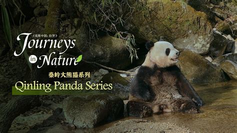 Qinling Panda Series Ep. 4: This is my territory - CGTN