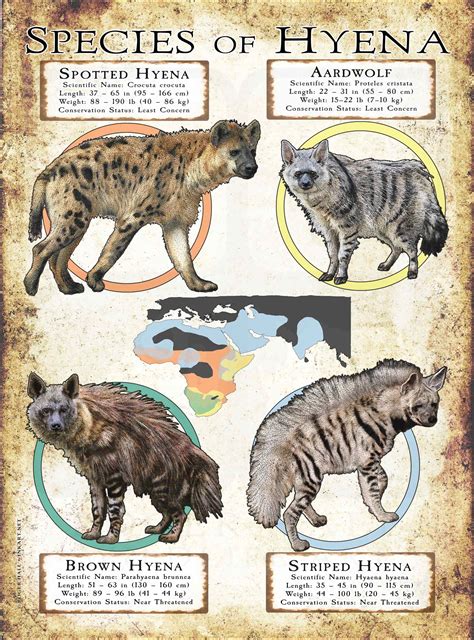 Species of Hyena Poster Print