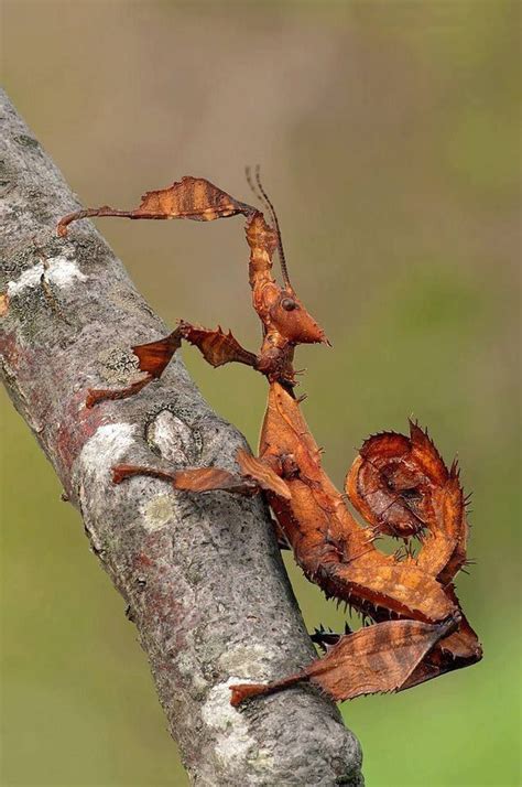 Macleay's Spectre/Phasme à Tiare/Extatosoma tiaratum | Bicho-pau, Natureza, Insetos