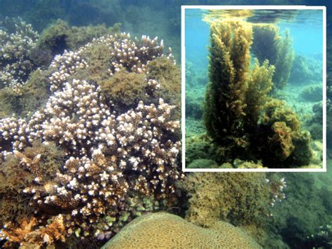 The upper subtidal zone at coral reef of Luhuitou Peninsula, March... | Download Scientific Diagram