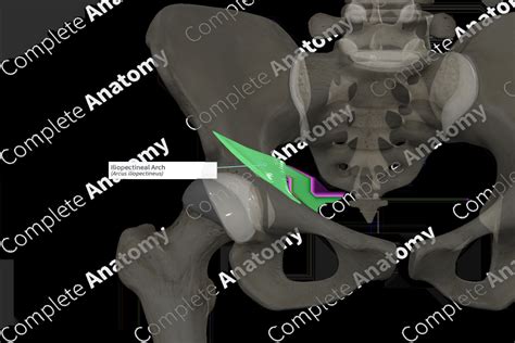 Iliopectineal Arch (Left) | Complete Anatomy