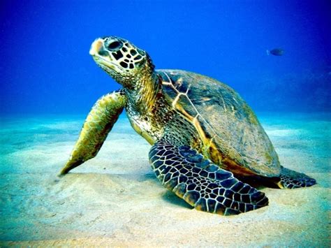 Green Sea Turtle – "OCEAN TREASURES" Memorial Library