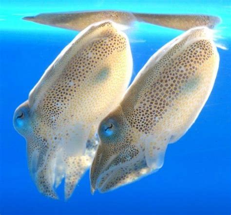 Tiny Cuttlefish Babies Abound at Newport Aquarium - ZooBorns