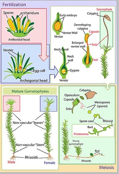 Stage Of Life Cycle For Moss