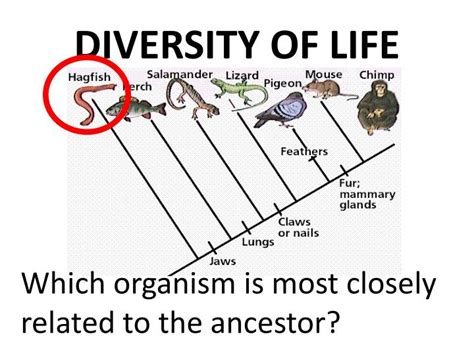 PPT - ORGANISMS & DIVERSITY PowerPoint Presentation - ID:1776753