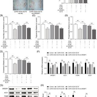 Caffeic acid phenethyl ester (CAPE) modulates lipid metabolism partly... | Download Scientific ...