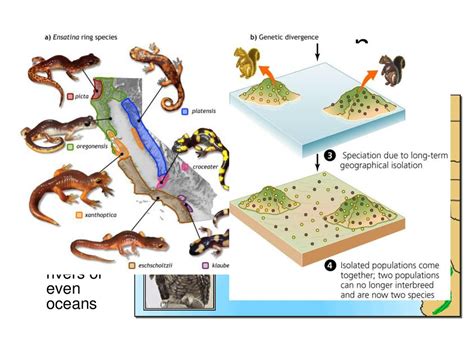 Geographic Isolation Examples Animals