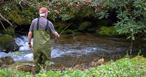 Trout fishing along mountain streams