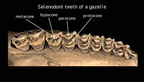 Cow Teeth Anatomy