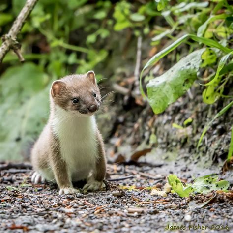 jfwildlife.co.uk - Stoats and Redstarts