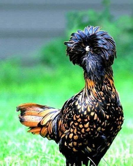 The most beautiful chickens in the world | WireSmash