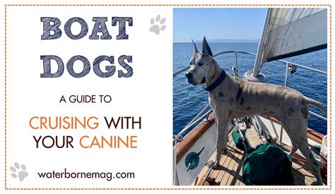 Boat dogs! A guide to cruising with your canine - Waterborne WaterborneMag.com