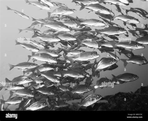 Fishes Swimming Under Sea Stock Photo - Alamy