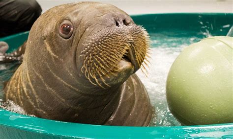 'He's a little fighter': Rescued walrus pup Mitik survives Hurricane ...