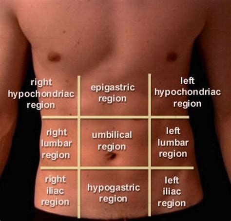 abdominal nine regions or areas | Abdominal pain, Abdominal, Abdomen