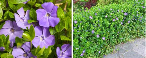 Buy Periwinkle Ground Cover | Vincas Ground Cover by Hopes Grove Nurseries