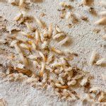 Termite Eggs: What Do Termite Eggs Look Like? (12+ Pictures & Facts)