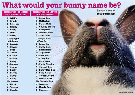 What would your bunny name be? : Rabbits