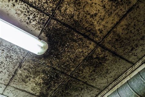 Black Mold On Ceiling Tiles | Shelly Lighting