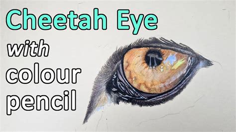 Cheetah Eye Drawing