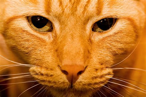 Very Angry Ginger Cat Stock Photos, Pictures & Royalty-Free Images - iStock