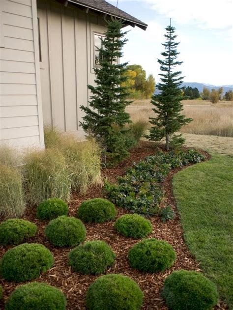 Front Yard Dwarf Evergreen Trees - remington-79mpd419