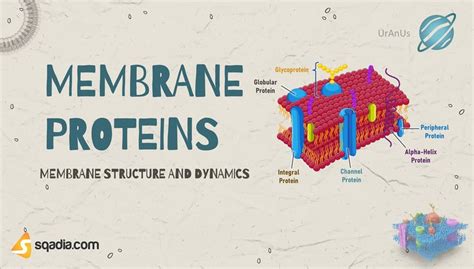 Membrane Structure and Dynamics - Membrane Proteins