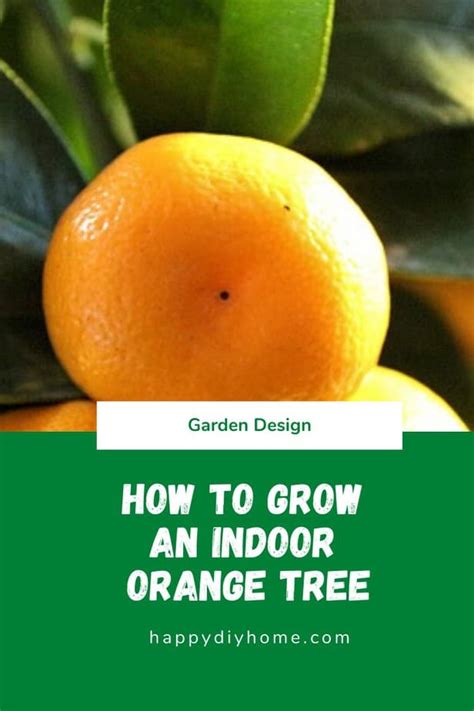 How to Grow an Indoor Orange Tree | Happy DIY Home