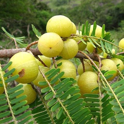 Buy Amla Tree, Indian Gooseberry (Big Fruit, Grown Through Seeds ...