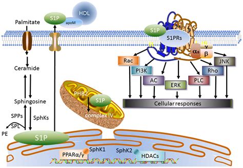 Sphingosine 1-phosphate in metabolic syndrome (Review)