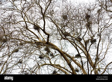 great blue heron nesting on the tree Stock Photo - Alamy