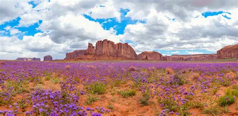 Wildflowers in Arizona: Ideal Timing and Identification Tips