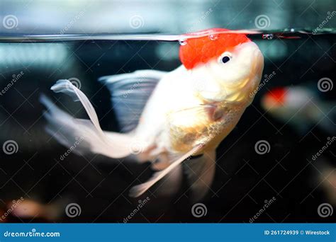 Closeup of a Cute Oranda Fish in an Aquarium Stock Image - Image of travel, reef: 261724939