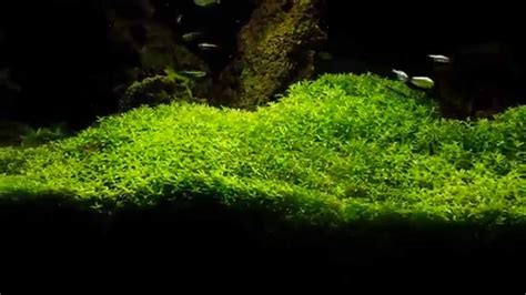 Epic carpet of pearlweed in a planted aquarium - YouTube