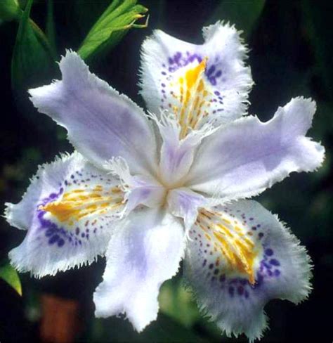 Iris japonica – Brian's Botanicals