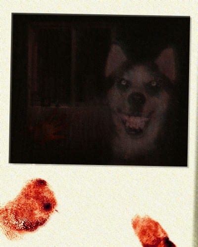 Smile Dog - Creepypasta - Black Cat White Dog NEWS