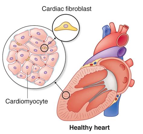 Allevi Author: GWU Bioprinting Heart Tissue | Blog - Allevi