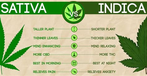 Sativa vs. indica - The Pitt News