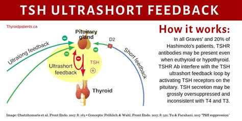 How TSH ultrashort feedback works, and antibody interference – Thyroid ...