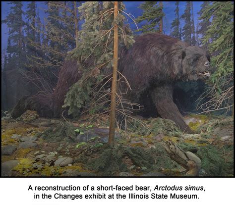 Short-faced Bear | Explore the Ice Age Midwest