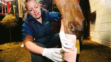 Equine first-aid kit: what you need to include | Horse & Hound