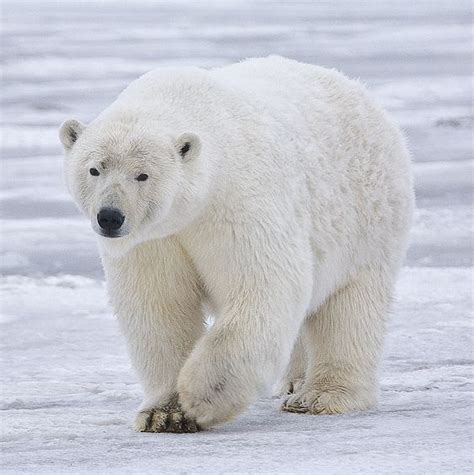 The Amazing Arctic Animals of Greenland